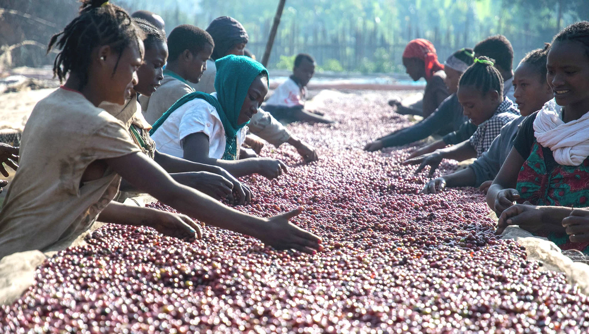 Red Sea Blend
