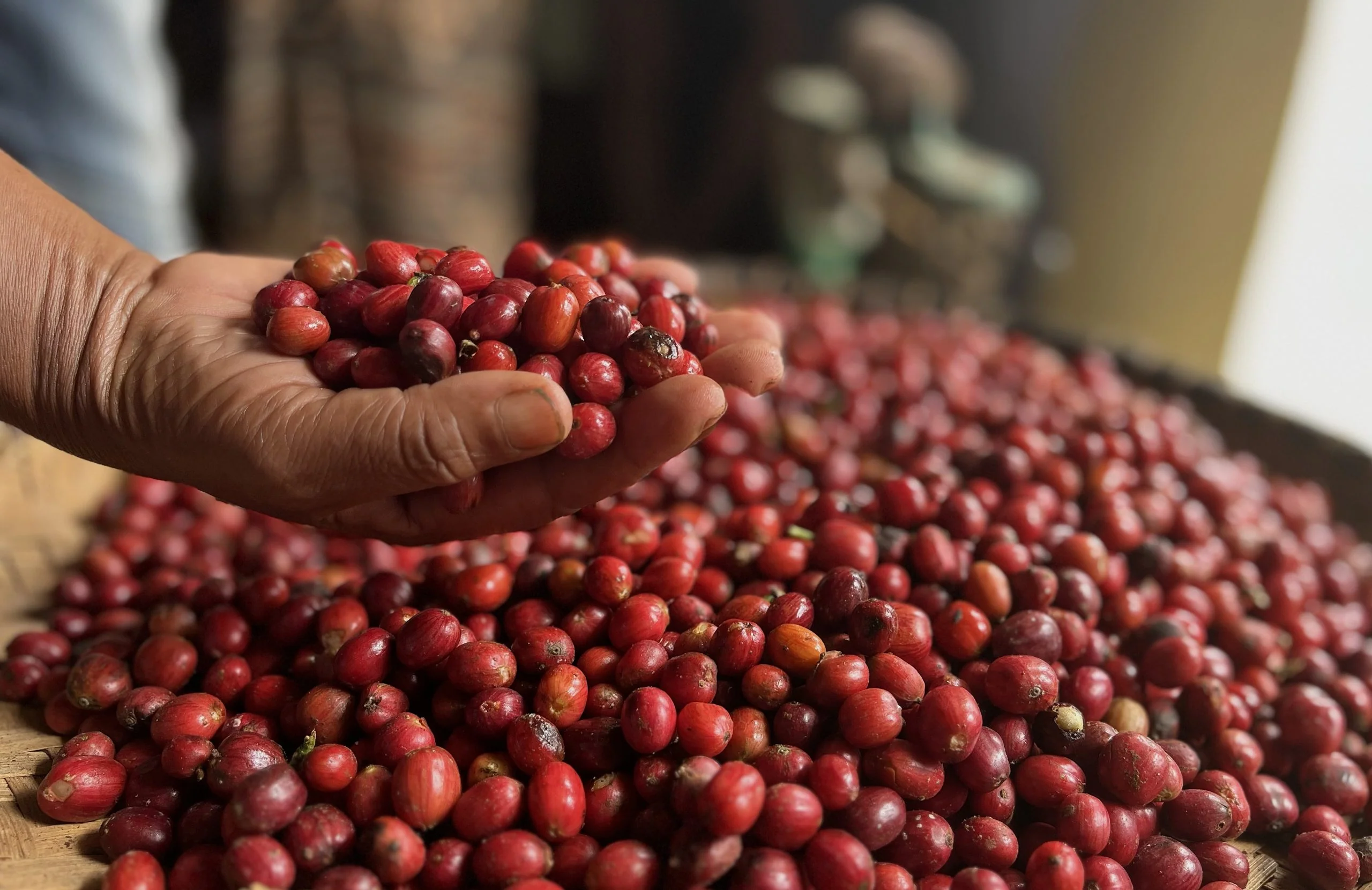 Madagascar Robusta Cherry
